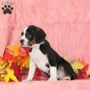 Tulip, Boston Terrier Mix Puppy